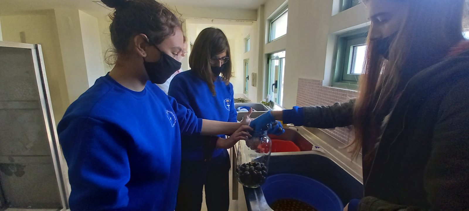 Μαθητές μάζεψαν και ετοίμασαν ελιές