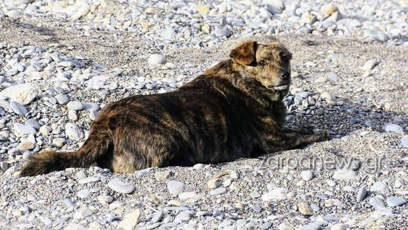 Μπέλλα σκύλος κρήτη