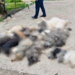 δηλητηρίαση ζώων στον Βάβδο Χαλκιδικής