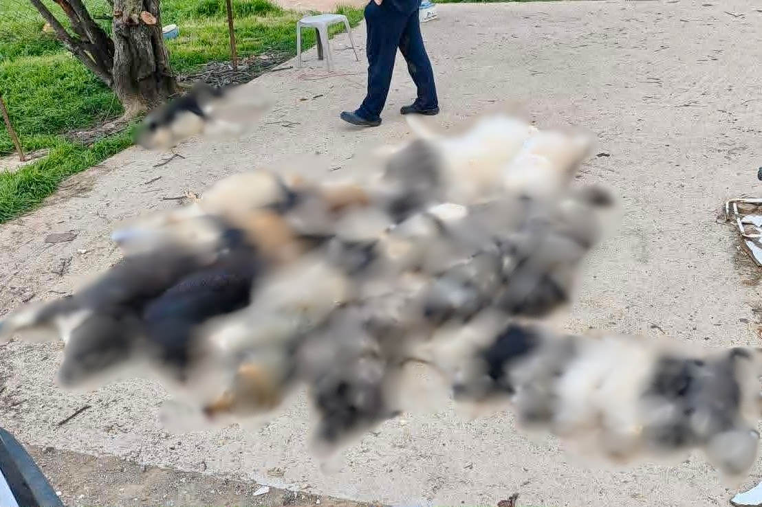 δηλητηρίαση ζώων στον Βάβδο Χαλκιδικής